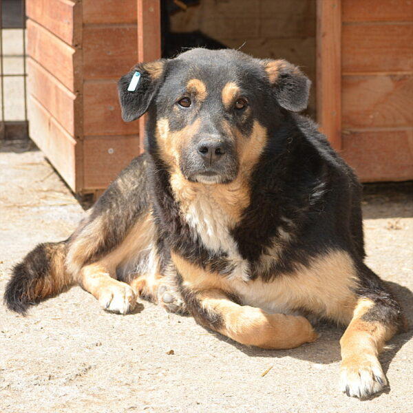 JOSCHO (♂) - hat Krebs, verbleibt in Campina – Bild 9