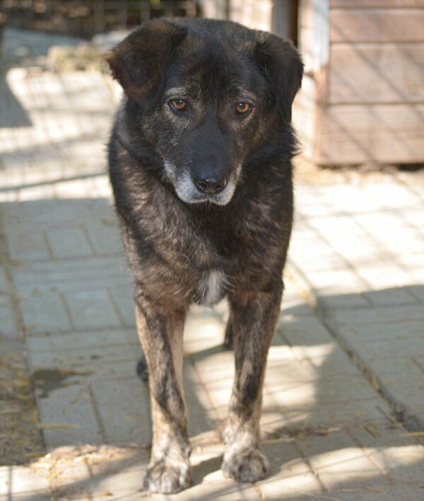 LUTHER (♂) – Bild 5