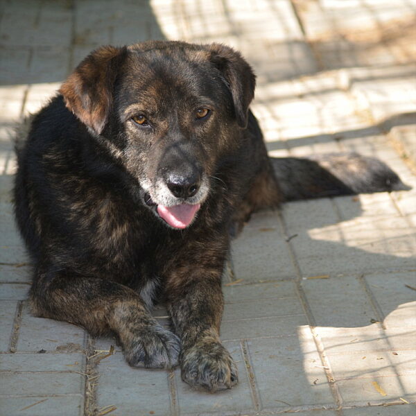LUTHER (♂) – Bild 6