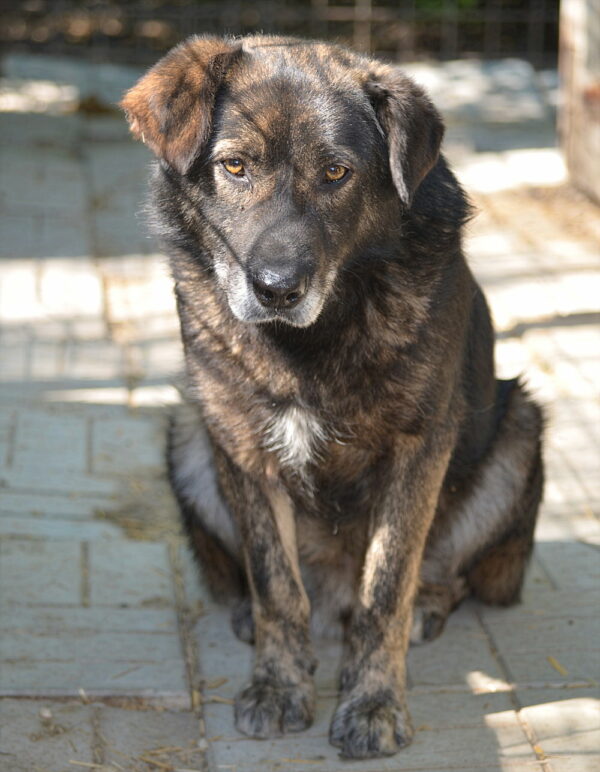 LUTHER (♂) – Bild 7