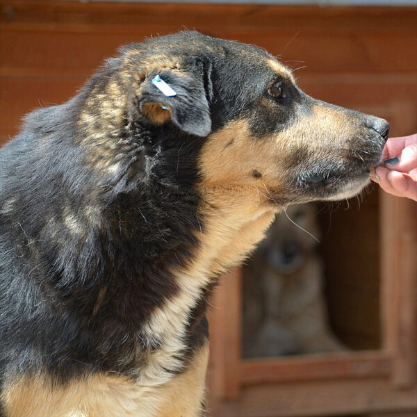JOSCHO (♂) - hat Krebs, verbleibt in Campina – Bild 10