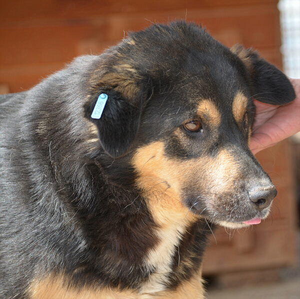 JOSCHO (♂) - hat Krebs, verbleibt in Campina – Bild 11