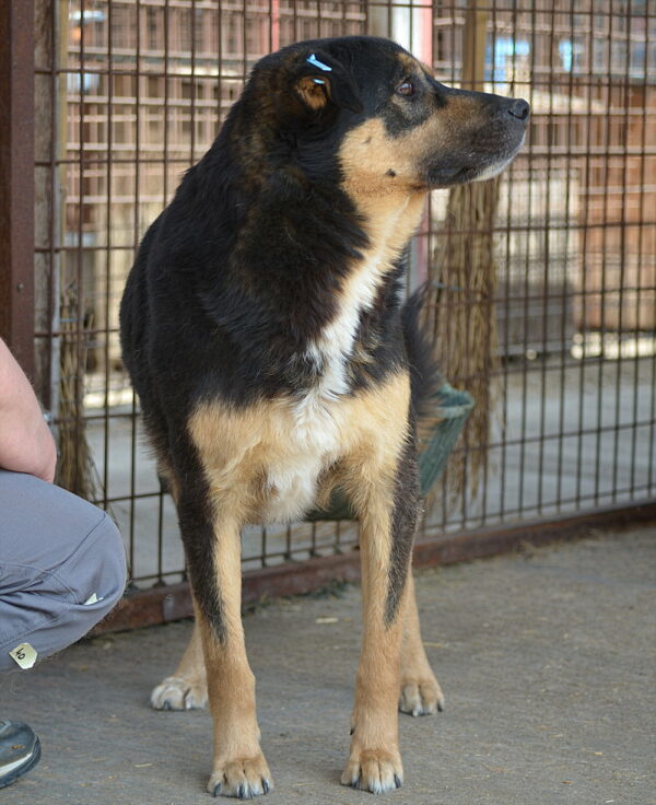 JOSCHO (♂) - hat Krebs, verbleibt in Campina – Bild 12