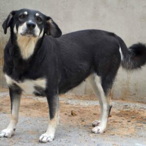 KATTY - reserviert Anna (TR/HU) 13.03 - vermittelt