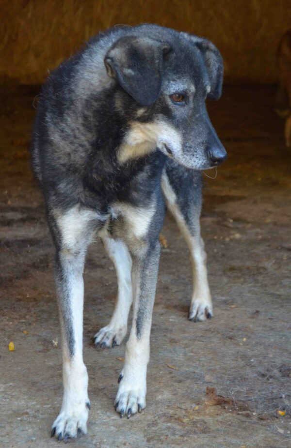ZORRO - vermittelt Manuela – Bild 2