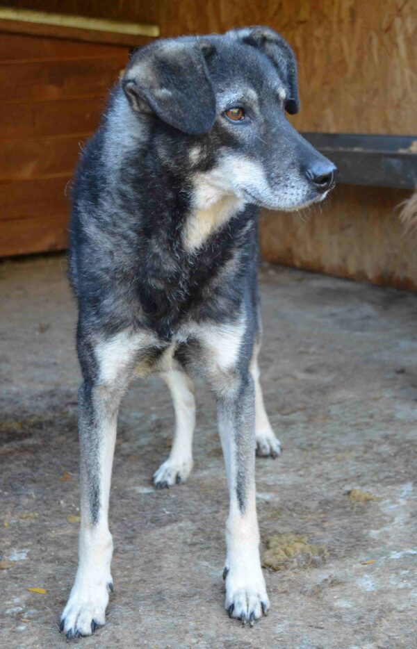 ZORRO - vermittelt Manuela – Bild 3