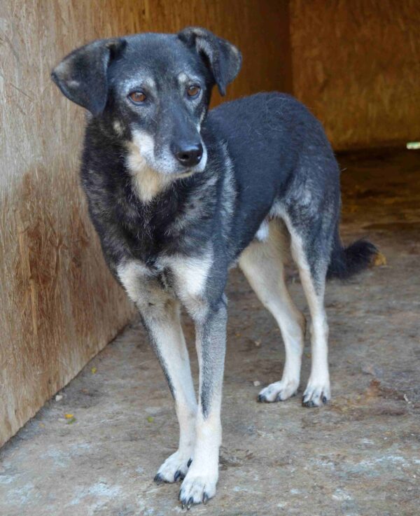 ZORRO - vermittelt Manuela – Bild 4