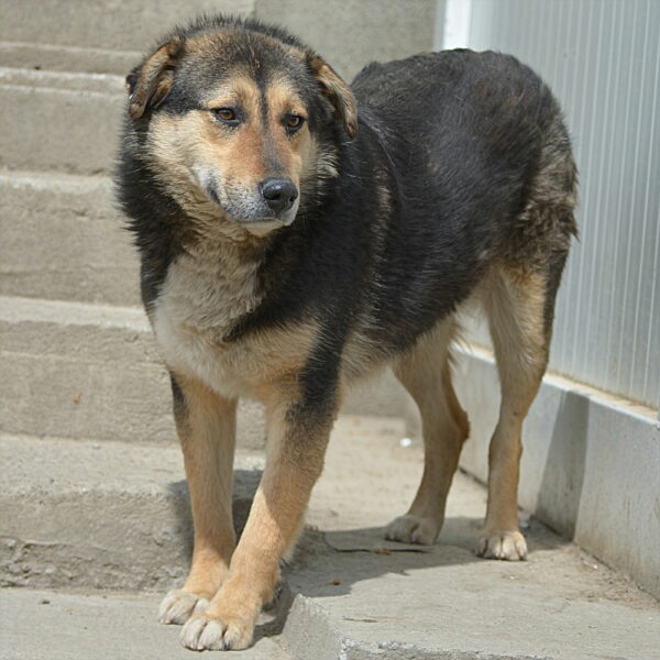 WERNER (LEO) – Bild 11