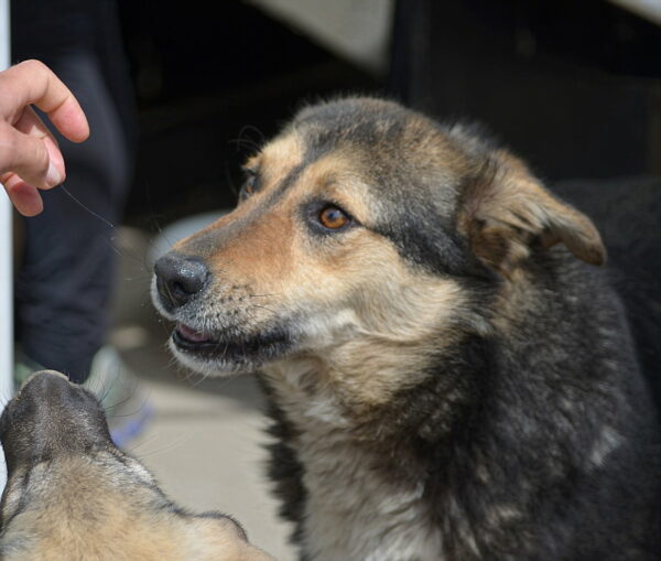 WERNER (LEO) – Bild 2