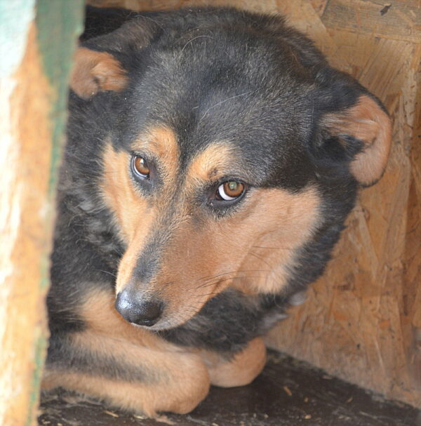 TANQUI (♀) - seit 2019 im Shelter – Bild 12