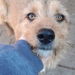 DUNJA - Notfall: Bein-OP nach Autounfall - reserviert PS PLZ 1 - vermittelt