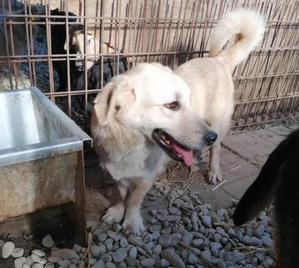 DYLAN - reserviert Tierhilfe Lebenswert DR - vermittelt