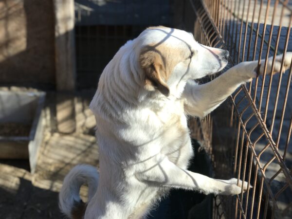 VALEA (NIKY) - war seit 2017 im Shelter - PDR PS im PLZ Bezirk 58 - vermittelt – Bild 17