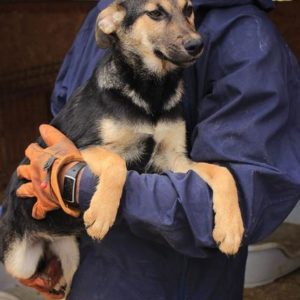 EFANI - reserviert (Sasi) - vermittelt