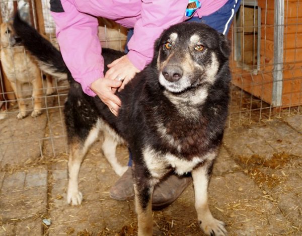 ELVIS - reserviert TSV Iserlohn - vermittelt – Bild 5