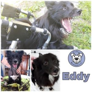 EDDY (Taz/Bibi) - Gnadenplatzhund seit dem 01.12.2018