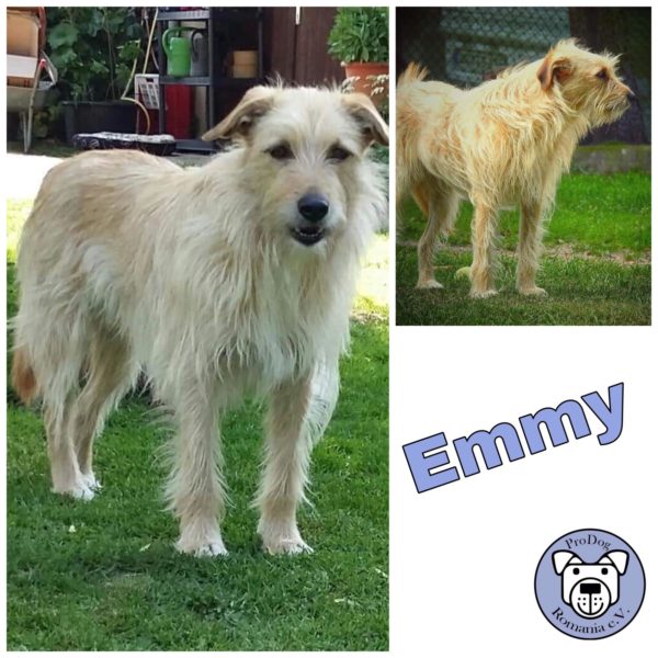 Emmy (♀) in 18311 Ribnitz-Damgarten