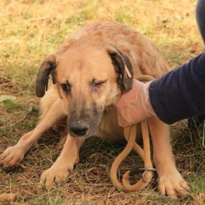 FANITO - reserviert Anna - vermittelt