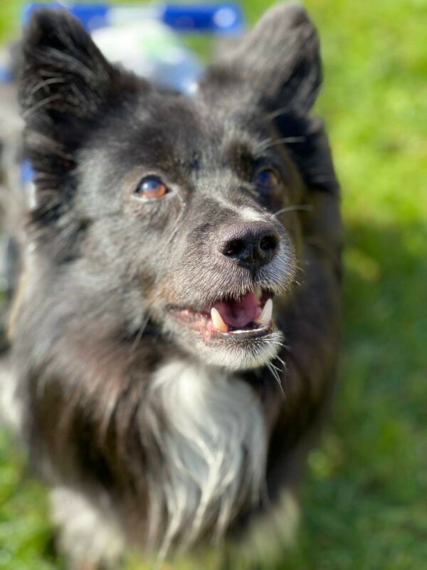 EDDY (Taz/Bibi) - Gnadenplatzhund seit dem 01.12.2018 – Bild 2