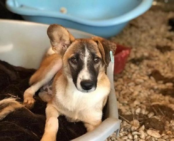 FRODO - reserviert Tierschutz Team - vermittelt