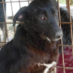 GAIA - vermisst 03/2021