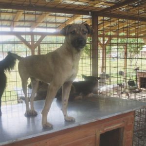 GEORGIE - vor Ort adoptiert