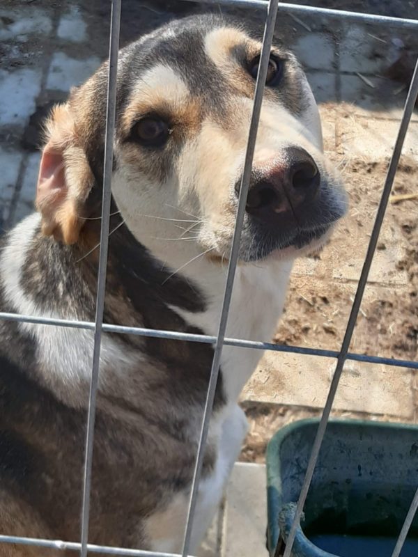 GRETA - reserviert 4animals - vermittelt – Bild 2