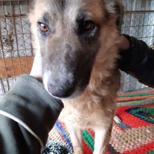KIRA - reserviert 4animals - vermittelt