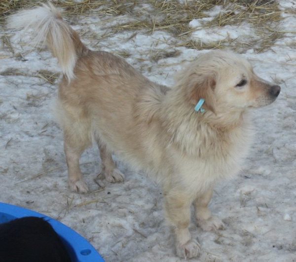 HENDRIX (♂) - vermittelt NH – Bild 8