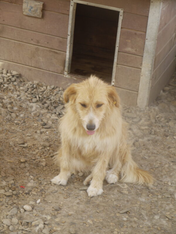 HENDRIX (♂) - vermittelt NH – Bild 9
