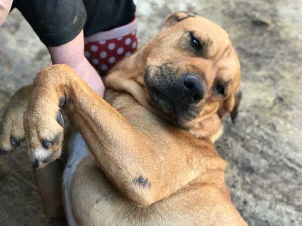 LUZIE (♀) - seit mindestens 2019 im Shelter – Bild 10