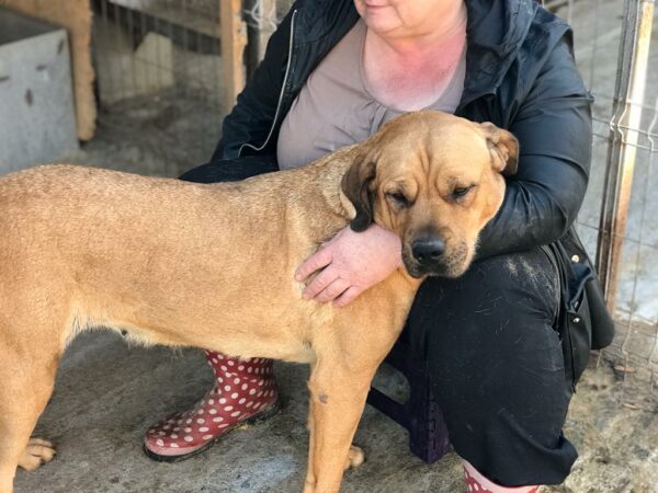 LUZIE (♀) - seit mindestens 2019 im Shelter – Bild 14