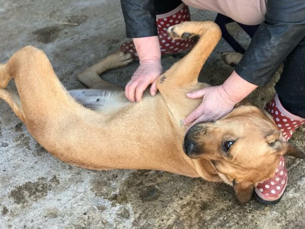 LUZIE (♀) - seit mindestens 2019 im Shelter – Bild 17
