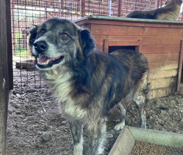 AVALON (♂) - seit mind. 2018 im Shelter - reserviert Tierhilfe Lebenswert - vermittelt – Bild 13
