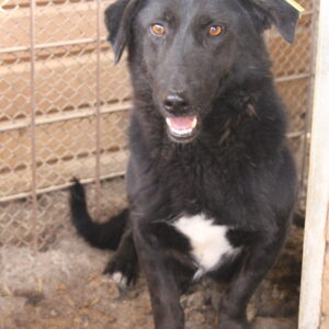 DEXO - reserviert TINO - vermittelt