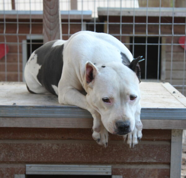 LAYNIE (♀) - (DNA Test folgt / PP) – Bild 9