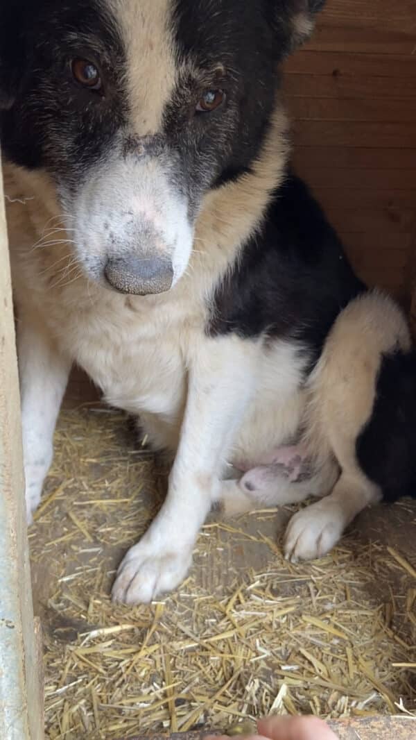 ROCKO (♂) - seit mind. 2019 im Shelter – Bild 11