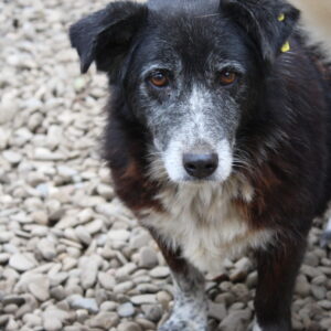 JADA - reserviert Arche Noah Bidingen vermittelt