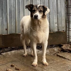BOMMEL - RBB 06/23