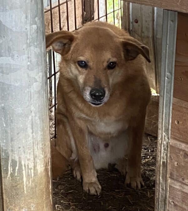 DEXTER - RBB 07/25 – Bild 8
