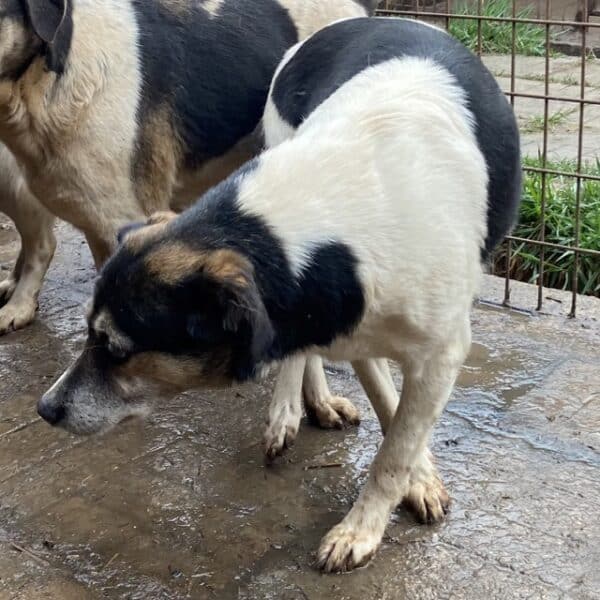 LOTTCHEN (LUISA) (♀) – Bild 8