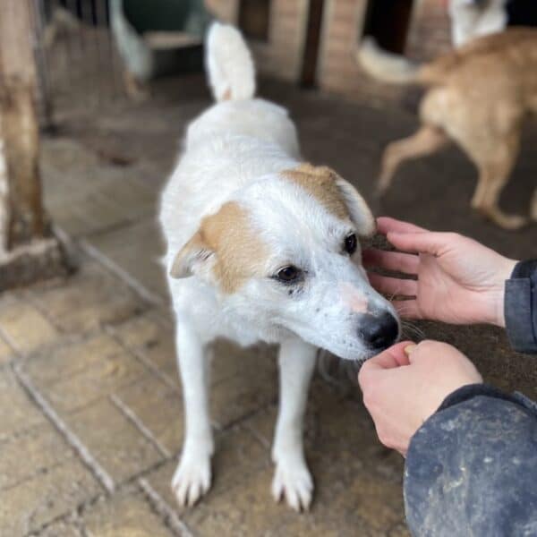 VALEA (NIKY) - war seit 2017 im Shelter - PDR PS im PLZ Bezirk 58 - vermittelt – Bild 8