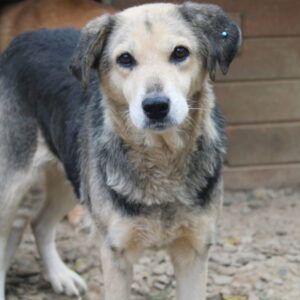 GOLDY - reserviert TH Gifhorn vermittelt