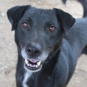 ASTOR (♂) - seit mindestens 2019 im Shelter