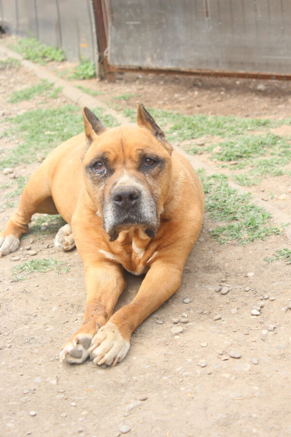 OLD TYRONE - RBB 01/23 – Bild 2