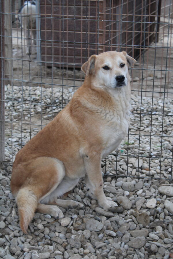 IVIE (♀) – Bild 8