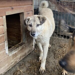 BAUTISTA - reserviert Betty  - vermittelt
