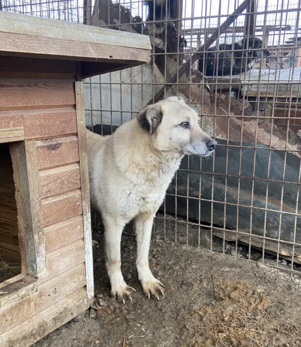 BAUTISTA - reserviert Betty  - vermittelt – Bild 5