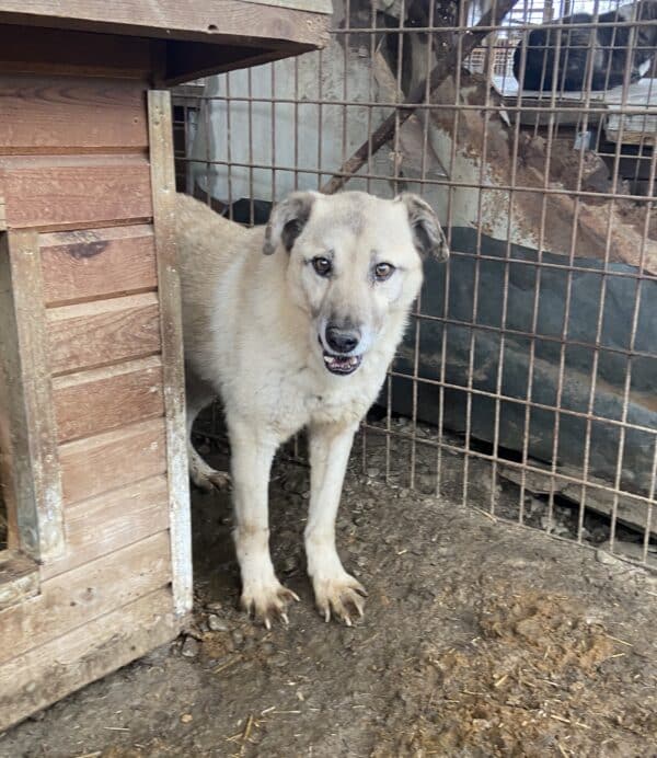 BAUTISTA - reserviert Betty  - vermittelt – Bild 4