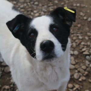 GABOR - auf Pflegestelle in PLZ 3 - vermittelt